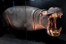 Od želvušky po plejtváka. Národní muzeum vypráví Zázraky evoluce