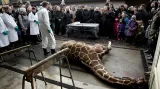 V Kodani utratili zdravou žirafu