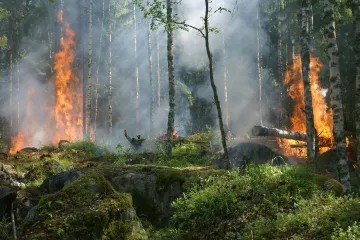 Lesní požáry budou v roce 2050 až čtyřikrát častější, odhadují hasiči