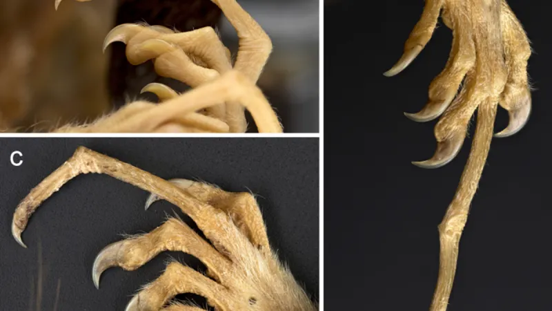 Srovnání prstů: (a) nově objevené vakoveverky Dactylonax kambuayai s (b) vakoveverkou dlouhoprstou a vakoveverkou Dactylonax ernstmayri