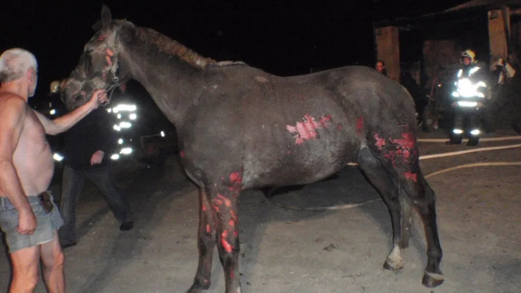 Popálené koně ošetřil veterinář