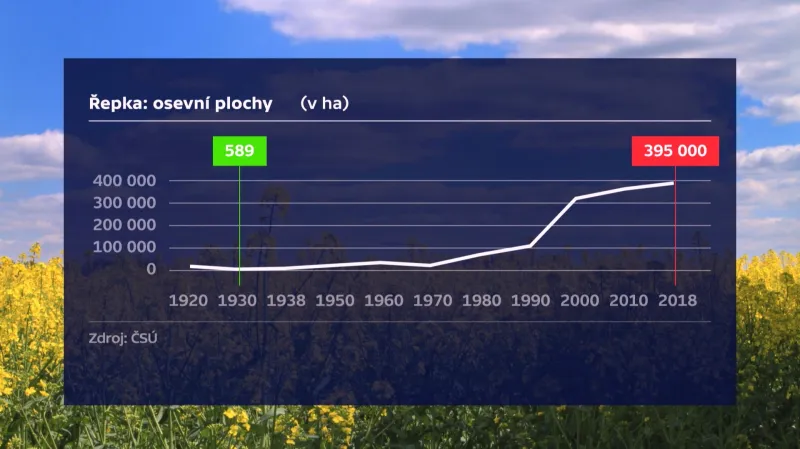 Osevní plocha řepky