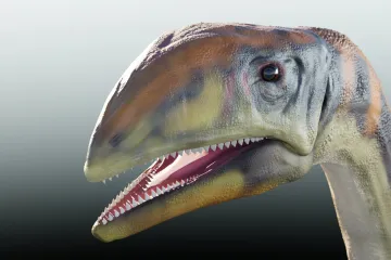 V Grónsku se před 214 miliony lety pásli dinosauři. Vědci našli první druh, který tam dokázal přežít