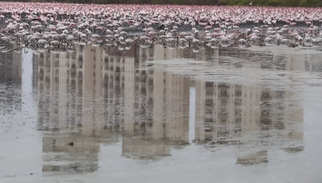 Město Bombaj překvapil přílet tisíců plameňáků