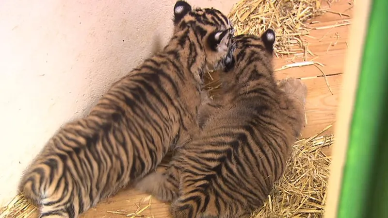 Mláďata tygra sumaterského