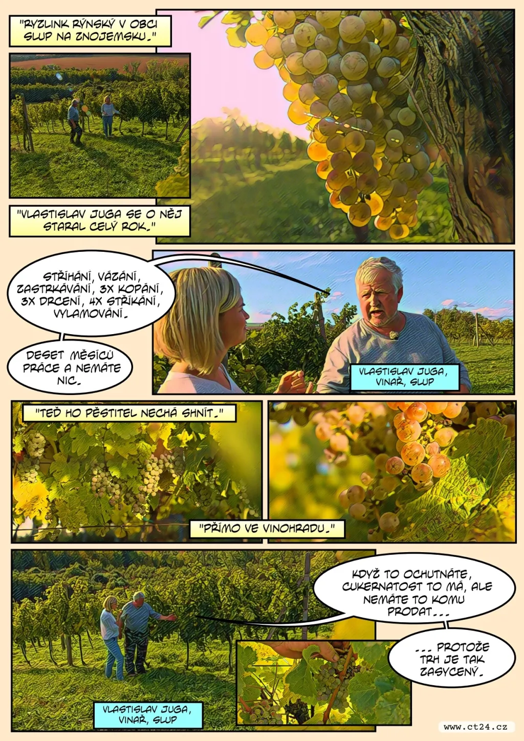 Pěstitelé nemají komu prodat hrozny, vinaři kvůli „covidovým“ zásobám nemají zájem