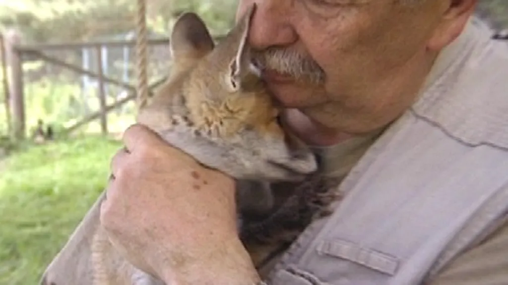 Václav Chaloupek s liščetem