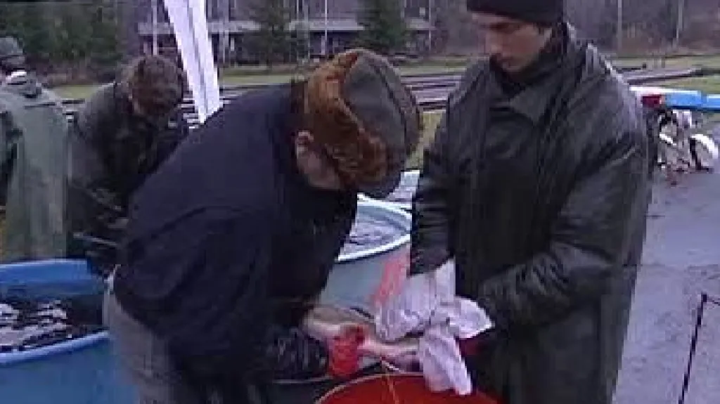 Rybáři získávají jikry