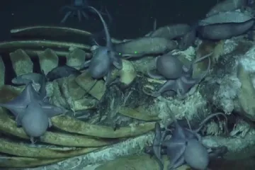 OBRAZEM: Miniponorka se ponořila k mrtvé velrybě. Nafilmovala pozoruhodné věci