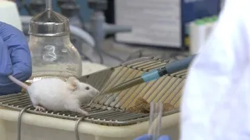 Laboratorní myš pije vodu se skořicí