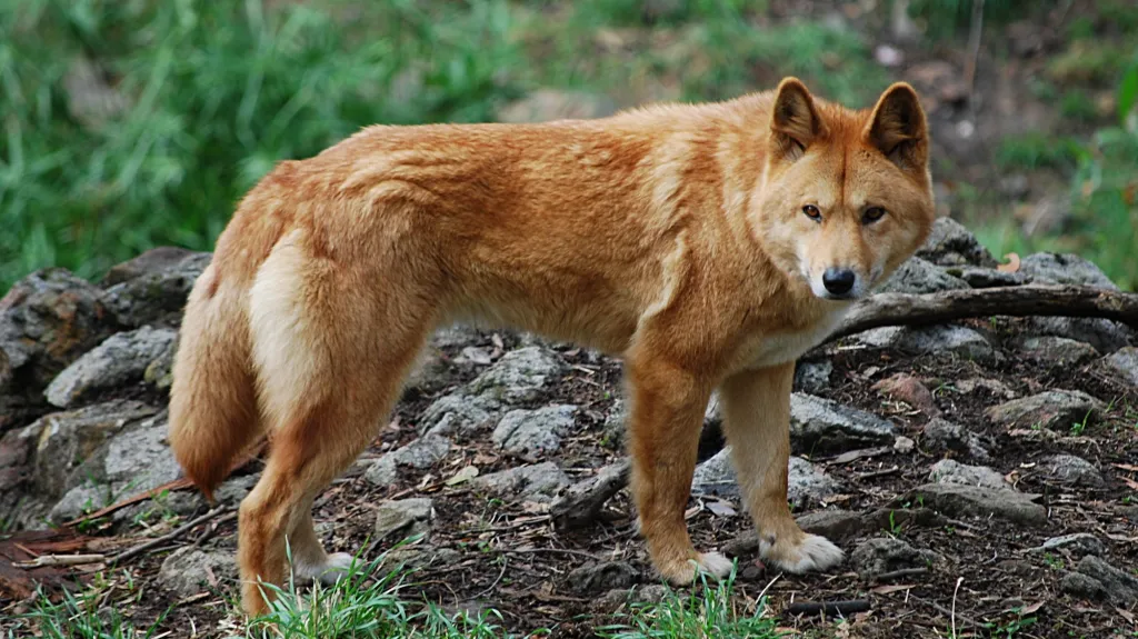Dingo
