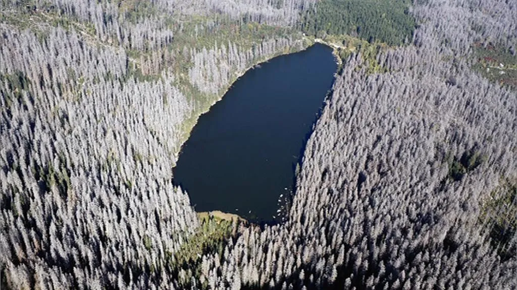 Kůrovec na Šumavě