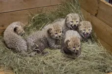 Gepardí samice ve Dvoře Králové přivedla mláďata na svět přímo před zraky návštěvníků