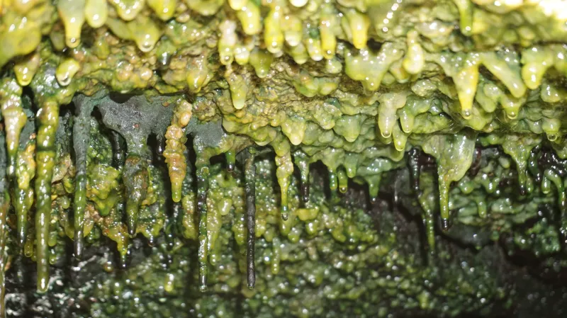 Husté mikrobiální kolonie