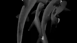 Širokoúhlé snímky kompaktním fotoaparátem: "La Siesta" White tip reef shark (Triaenodon obesus)