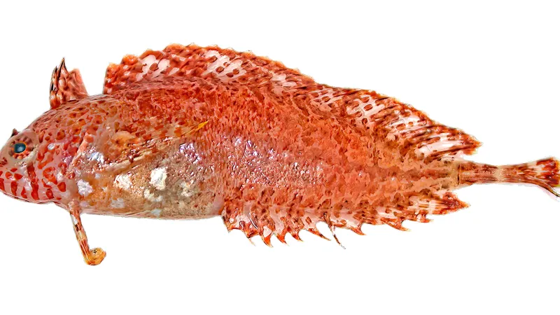 Heteroclinus argyrospilos