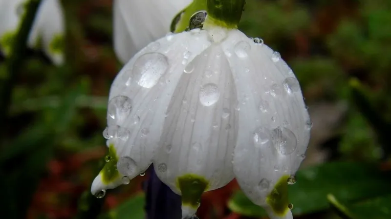 Bledule pod kapkami deště