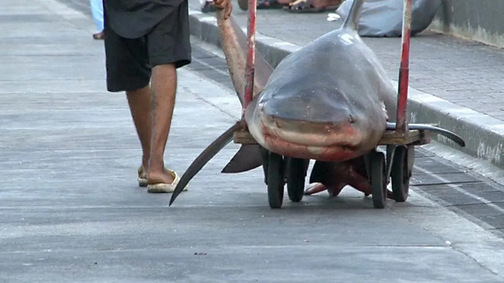 Lov žraloků se bude regulovat