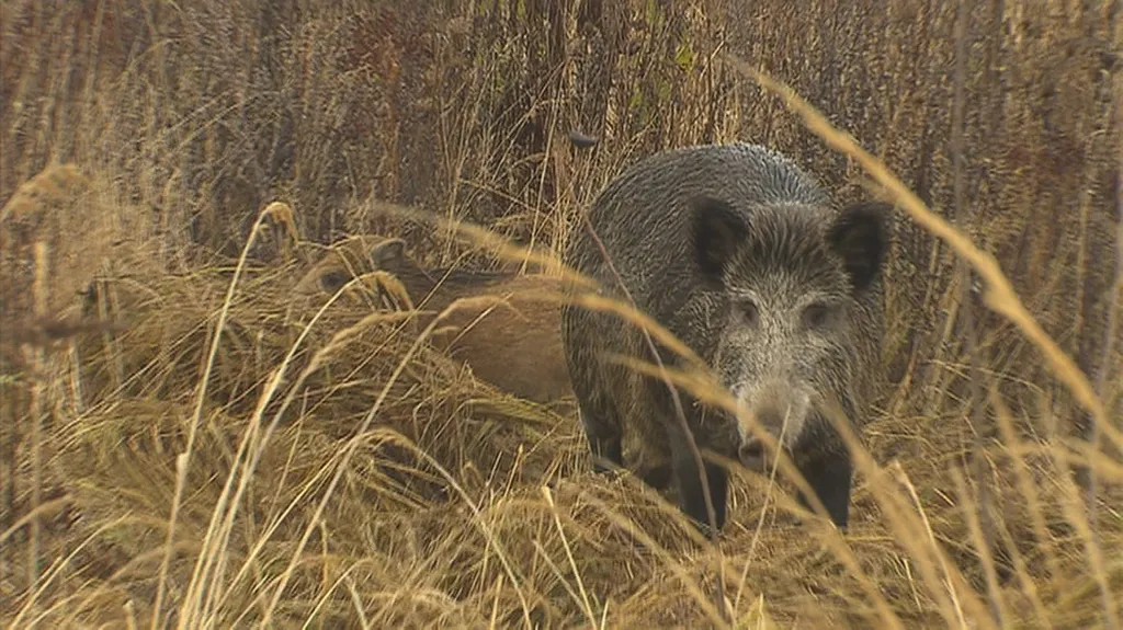 Africký mor prasat se v Česku objevil před rokem