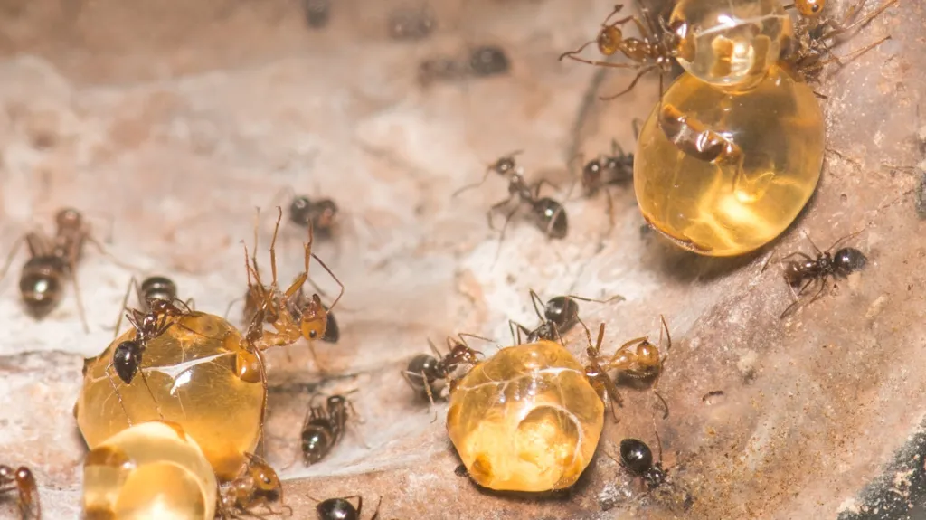 Dělnice Camponotus inflatus s těly nafouknutými medem