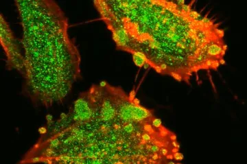 Češi popsali virus, který porušuje známá pravidla. Umí hackovat imunitu