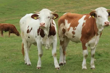 I drobné změny v zemědělství mohou výrazně zpomalit změnu klimatu, ukazuje výzkum
