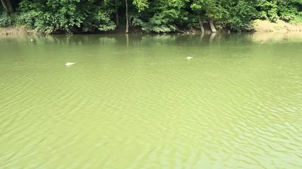 Mrtvé ryby v řece Kentucky