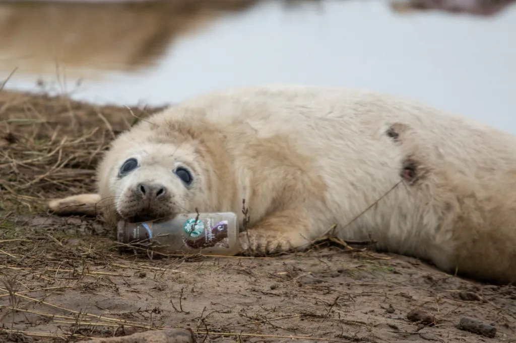Mládě tuleně odpočívá na odhozené skleněné láhvi v v britské přírodní rezervaci v Lincolnshire