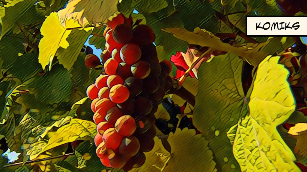 Pěstitelé nemají komu prodat hrozny, vinaři kvůli „covidovým“ zásobám nemají zájem