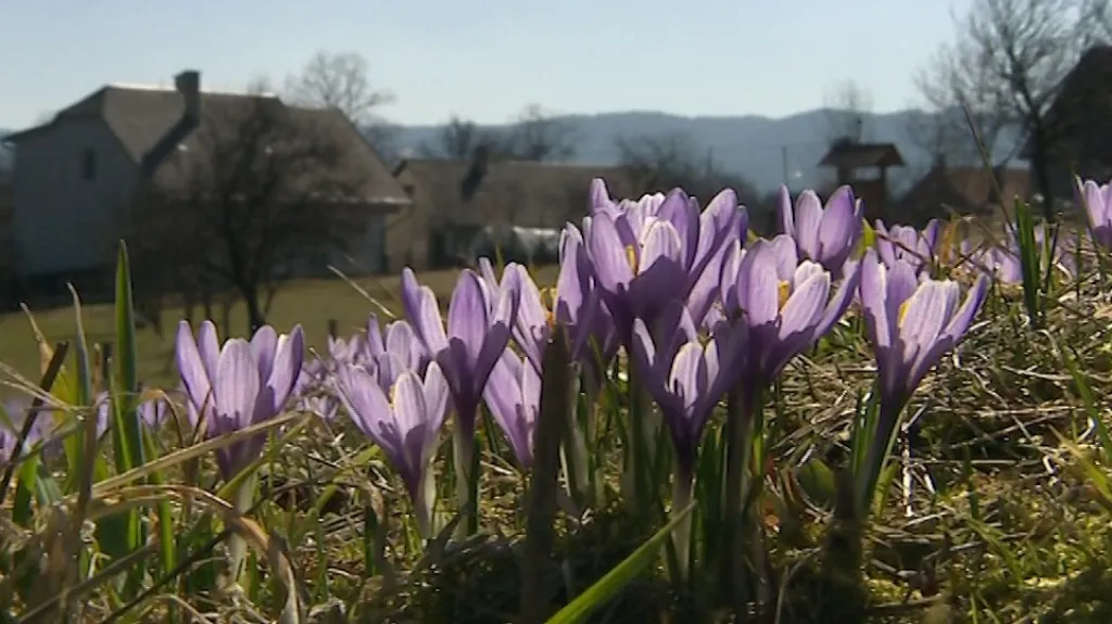Šafrány v Lačnově tradičně oznamují příchod jara