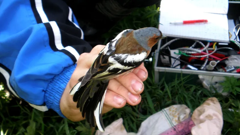 Vítání ptačího zpěvu v Košticích