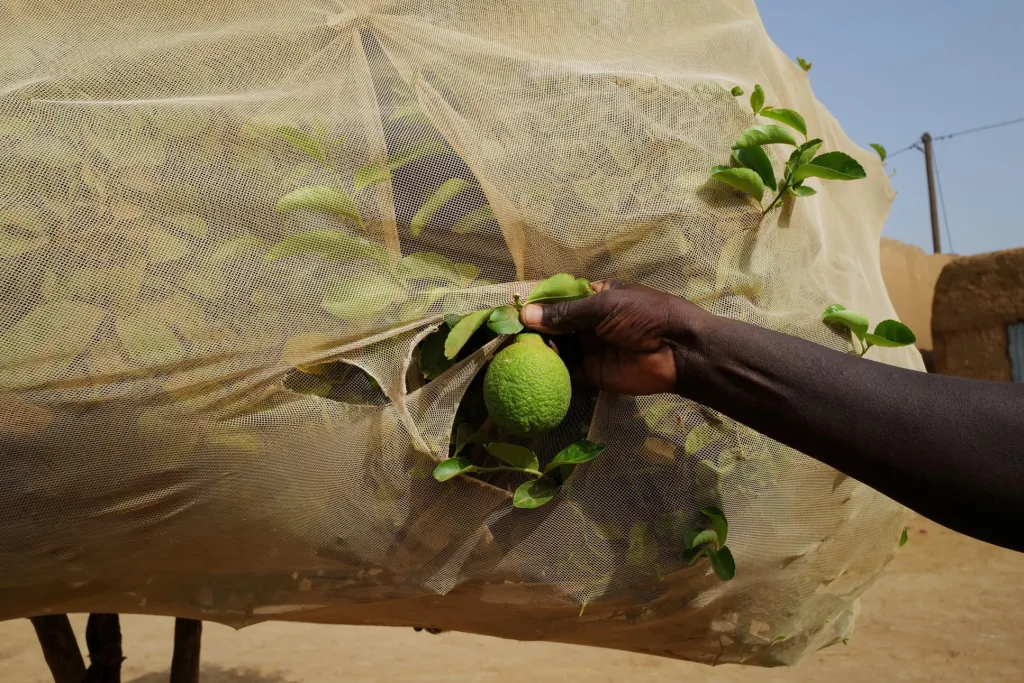 V Senegalu vznikají kruhové zahrady zvané Tolou Keur. Mají zabránit rozšiřování pouště a zabezpečit větší soběstačnost obcím