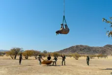 Transport nosorožců hlavou dolů nebo korupce obézních politiků. Vědci si rozdělili humoristické Ig Nobelovy ceny