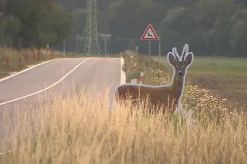 V Drásově instalovali makety srnců podél silnice. Po týdnu je museli odstranit