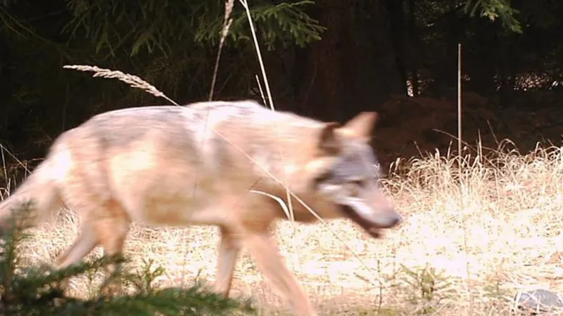Fotopasti zachytily na Kokořínsku vlka