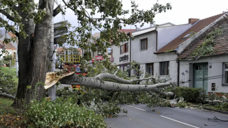 V brněnské ulici Hlavní v Komíně vichřice ulomila část stromu, který spadl přes silnici a strhl trolejbusovou trolej,  Autor: Zehl Igor,  Zdroj: ČTK