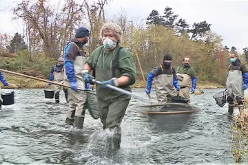 Otravu Bečvy podle průzkumu přežila část ryb většiny druhů. Populace se obnoví