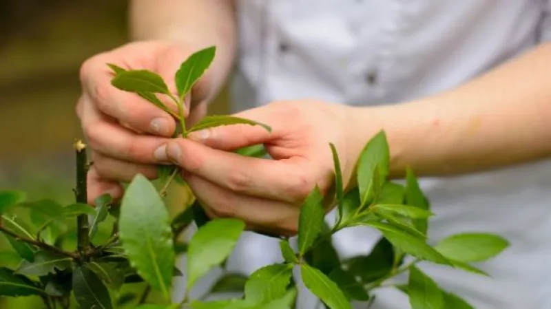 Co Čech, to bylinkář?