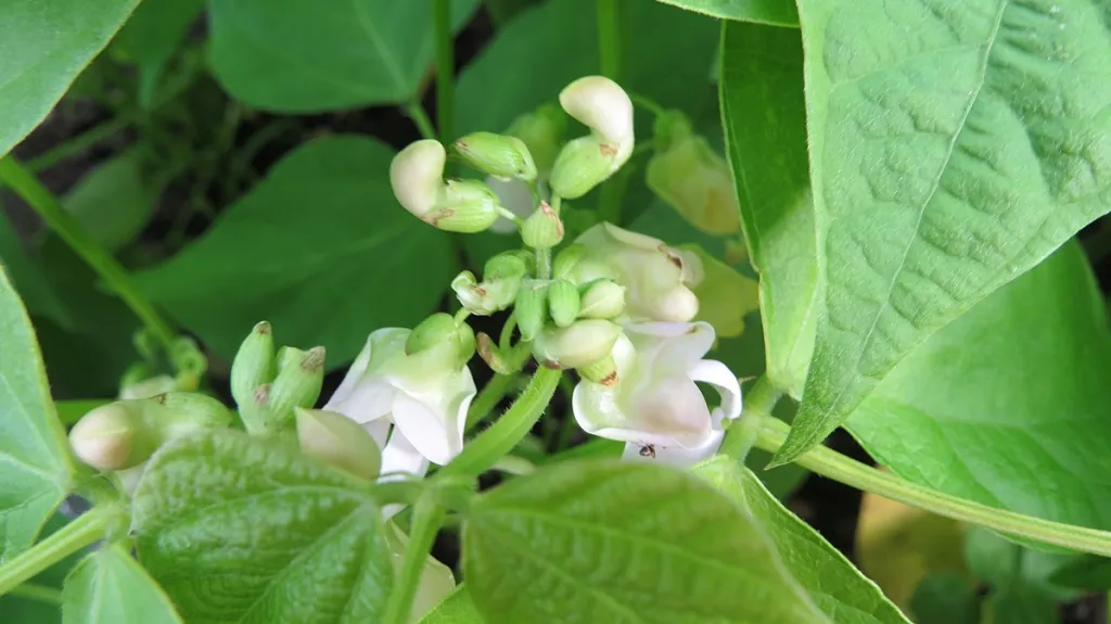 Fazol obecný (Phaseolus vulgaris)