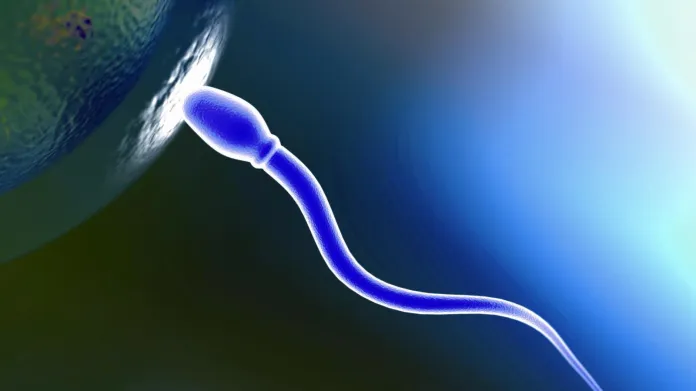 Spermie putují k vajíčku