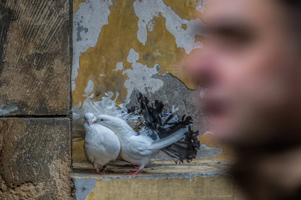 Nominace v kategorii Příroda v Praze. Prosím, před lidmi ne - Vrkající holoubci se v zákoutí Starého města ukrývají před pohledy kolemjdoucích.