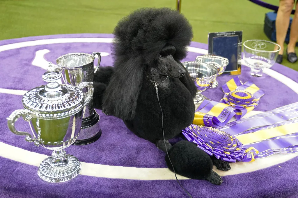 Siba je pudl šampión. Zvítězil pro rok 2020 ve slavné výstavě psů pořádané Westminster Kennel Club na Madison Square Garden v New Yorku