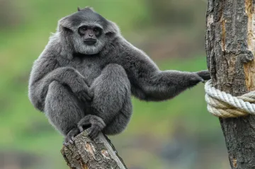 V čínské hrobce se našel první primát vyhubený lidmi. Císařský gibon žil před dvěma tisíci lety 