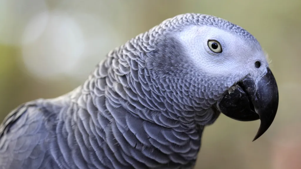 Papoušek šedý - "žako"