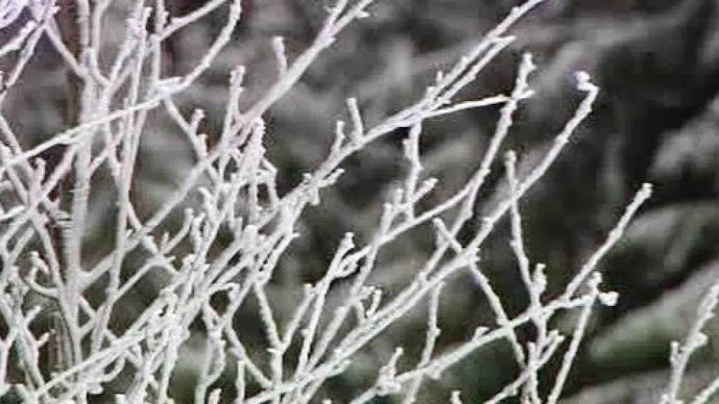 Příroda pod sněhem