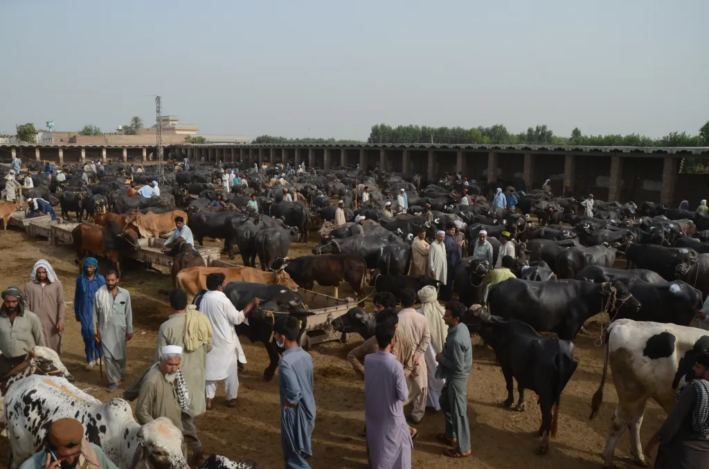 Největší trh s dobytkem v pákistánském Péšávaru se připravuje na náboženský Svátek oběti