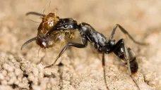 Matabelský mravenec s ukořistěným termitem
