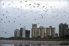Plameňáci ve městě smogu. Bombaj překvapil přílet tisíců růžových okřídlenců