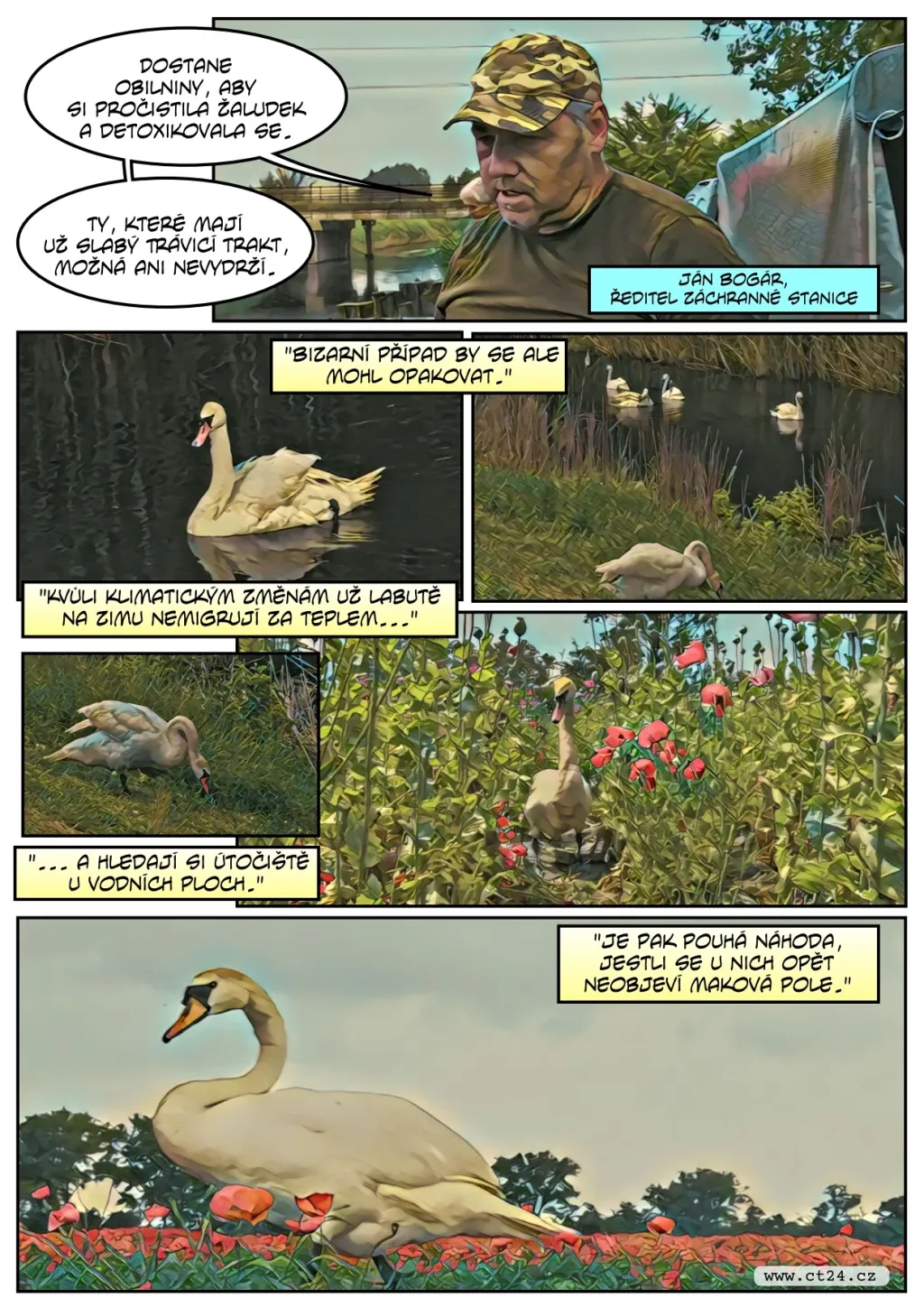 Labutě pod vlivem opia zničily úrodu máku za čtvrt milionu korun, čeká je odvykací kúra