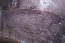Vědci objevili nejstarší jeskynní malbu. Červené prase vzniklo před 45 tisíci lety